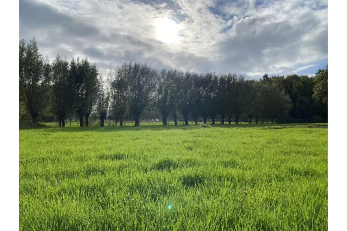 Grond te  koop in Sint-Pauwels 9170 65000.00€  slaapkamers m² - Zoekertje 608909